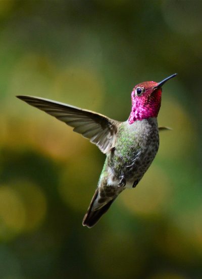 hummingbird-5003882_1920